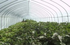 北方大棚种植哪种树木最具经济效益？