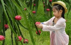 多多果园助力真的能让果实瞬间成熟吗？快来看看真相！