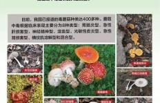 小蘑菇打码真的可信吗？它的实际用途是什么？