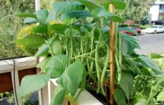 大妈在家种植哪种蔬菜能带来可观收入？