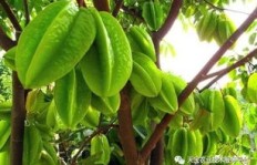 杨桃种植真的能带来可观收益吗？背后的赚钱逻辑是什么？