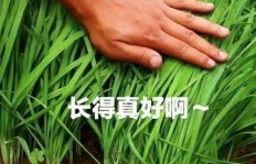 露天种植韭菜真的能盈利吗？经济效益如何？