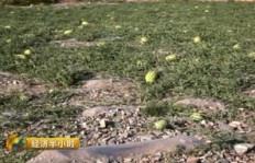 河面上种植哪些作物能带来高收益？