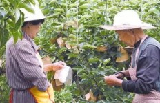 在钦州地区种植哪种水果最赚钱？专家推荐分析