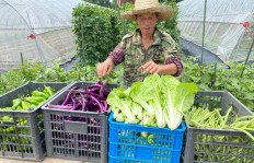 停车场改种蔬菜，哪种作物最赚钱？
