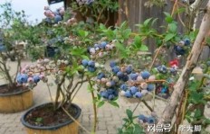 蓝莓树种植真的能带来可观收益吗？方法与盈利分析
