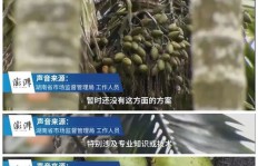 从事槟榔果批发业务，真的能带来可观利润吗？