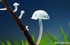 在日本种植蘑菇真的能盈利吗？知乎上的真实经验分享