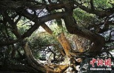 在新疆种哪种树能带来高收益？