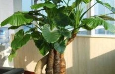 卖花卉绿植如何实现盈利？成功经营之道解析