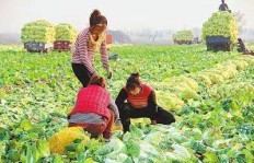 在农村大棚种植哪些蔬菜能带来更高的经济效益？