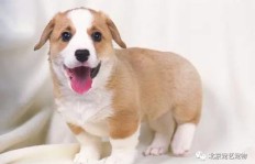 哪种犬类养殖最具经济效益？如何选择赚钱的宠物犬？