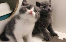 养英短猫真的能带来可观收益吗？