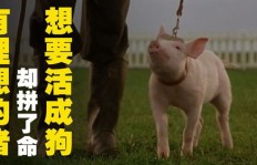 猪与狗谁更擅长赚钱？探讨动物经济价值的差异