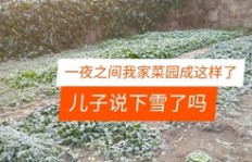 如何在疫情期间通过买卖口罩实现盈利？