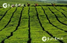 贵州茶叶收购能否带来可观收益？