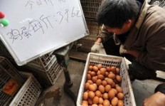 卖鸡更盈利还是卖猪肉收益高？选择哪种生意更划算？
