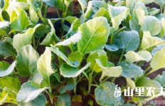 生态农场种植哪些蔬菜能带来高收益？