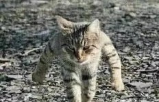 一只名叫尿尿的猫如何实现盈利？