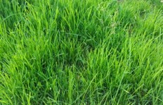 在广东种植哪种草能带来高收益？