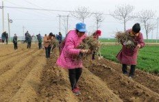 在农村，种植哪种草料能带来最高收益？