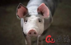 直播卖猪肉真的能赚钱吗？实操效果如何？