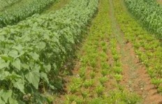 襄阳地区种植哪种药材最具经济效益？