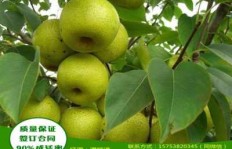 哪种梨树品种最具经济效益？种植哪种梨树能赚更多？
