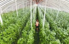 明年种植哪种作物最具盈利潜力？