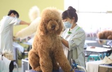 如何成为一名高收入的宠物美容师？有哪些关键技巧？
