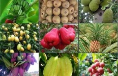 在海南，种植哪些水果能带来最高收益？