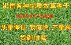如何科学种植牧草让养牛业高效盈利？