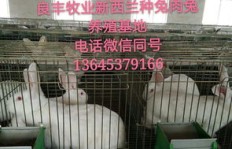 南方地区养兔子真的能盈利吗？实地探访解析