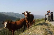 养水牛真的能赚钱吗？农村创业新思路探讨