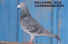 养鸽子如今能否成为盈利之道？