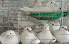 阜阳先进肉鸽养殖能否带来可观收益？