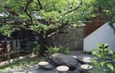 院子里种哪种树最赚钱？选对树种收益翻倍！