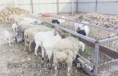 养鱼和养羊哪个更赚钱？经济效益大比拼