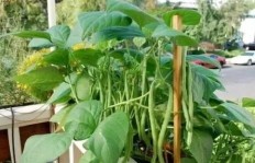 宝鸡今年种植哪种蔬菜能带来较高收益？