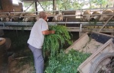 在农村养殖中，哪种草料最具经济效益？