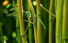 野外生存如何通过种竹子实现盈利？
