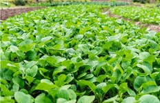 在农村种植哪些植物能带来更高的经济收益？