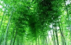 竹林种植能否带来可观收益？探讨其经济效益