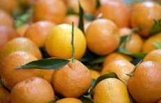 种葡萄与橘子，哪种水果种植更盈利？