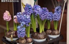 风信子如何快速生长？掌握这些技巧让风信子茁壮成长