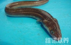 鳗鱼养殖能否带来丰厚收益？探索其经济效益真相