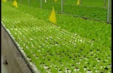 大棚种植生菜真的能盈利吗？知乎网友怎么说？