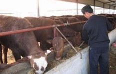 养牛与种姜，究竟哪项农业投资回报更丰厚？