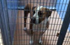 哪家宠物犬繁殖公司盈利能力最强？