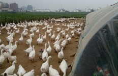 如今投资养鹅大棚，真的能实现盈利吗？